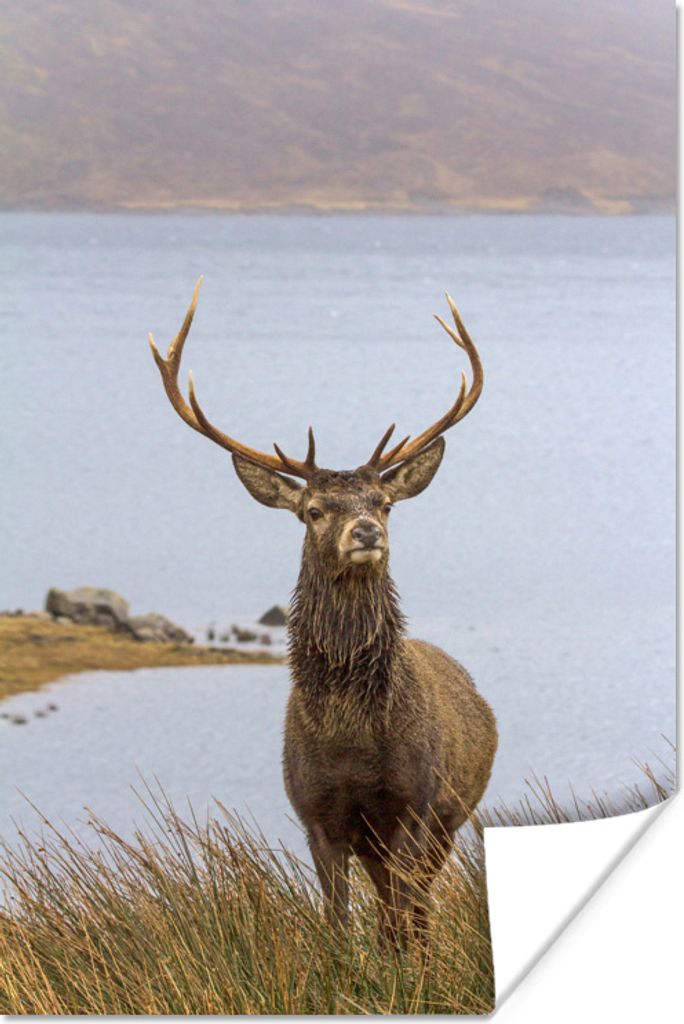 MuchoWow Poster Hirsche - Wasser - Gras - Geweihe 40x60 cm - Plakate für die Wand - Poster Babyzimmer