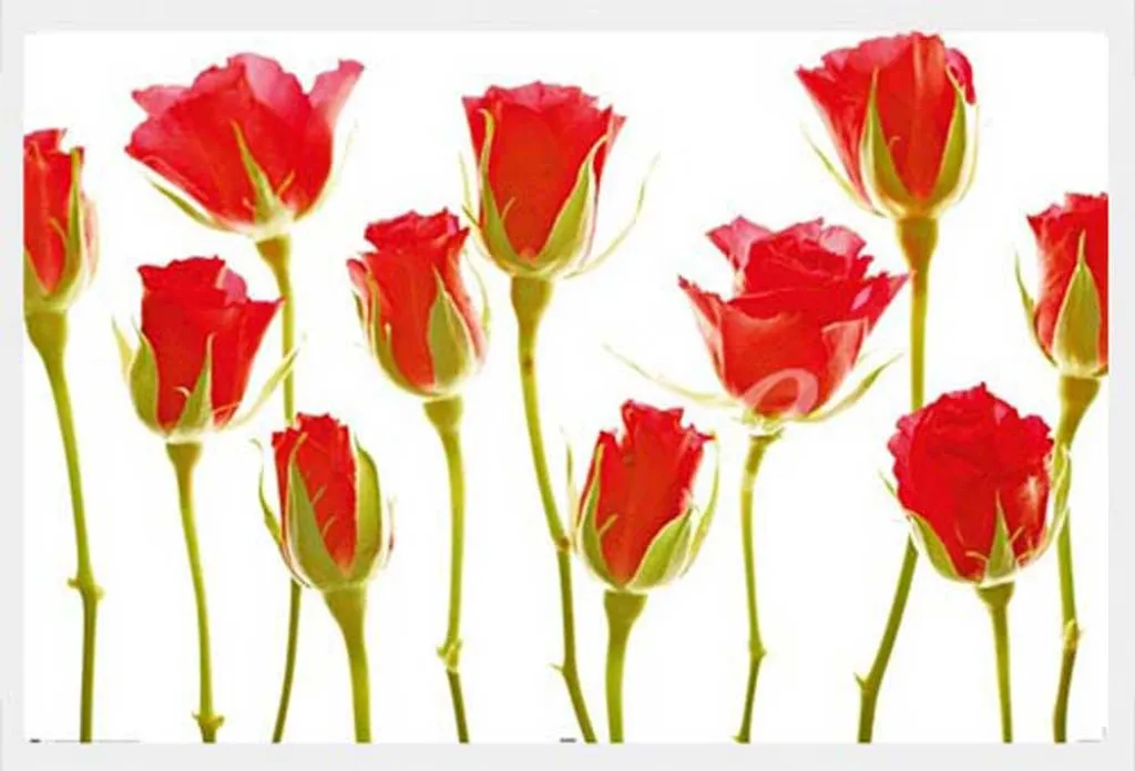 Poster Eleven Roses avec cadre blanc Shinsuke robuste vitre acrylique sécurité