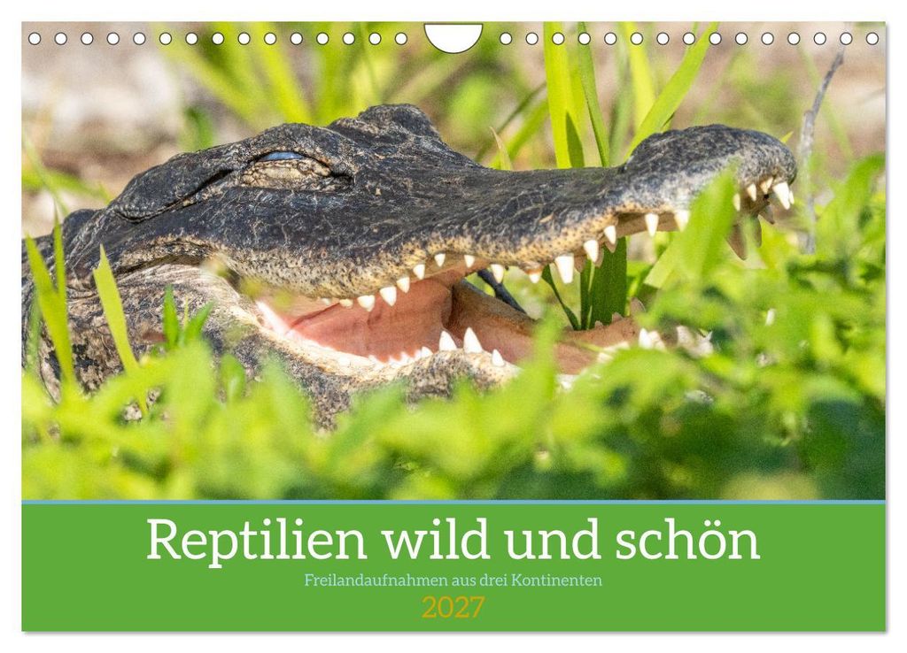 Reptilien wild und schön (Wandkalender 2027 DIN A4 quer), CALVENDO Monatskalender