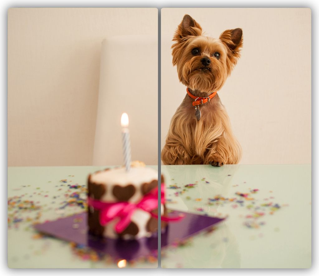 Tulup Glas-Herdabdeckplatte - 2x30x52cm - Glaskeramikkochfeld-Abdeckung Spritzschutz Zweiteilig Hund mit Kuchen