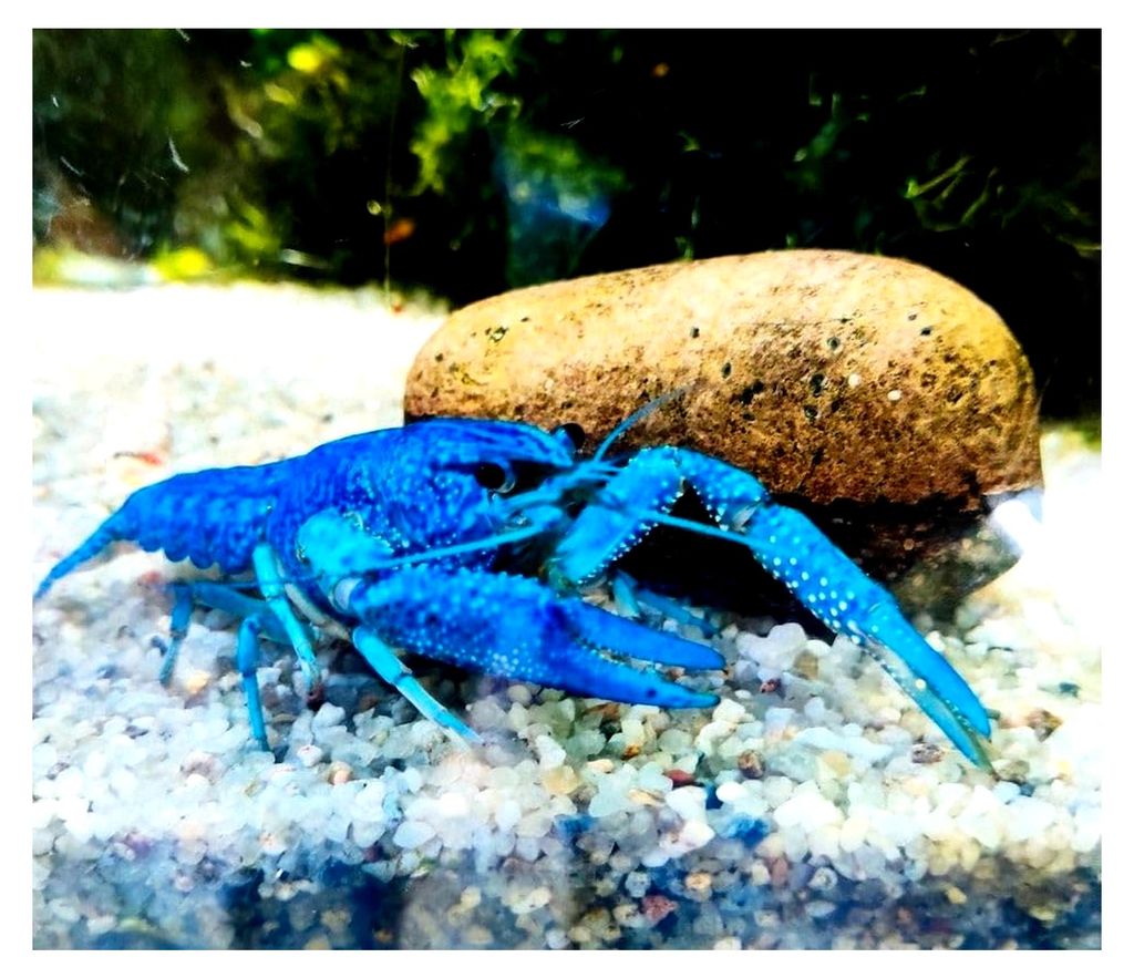 Garnelenglück - Blaue Floridakrebse - Procambarus alleni - Verschiedene Größen (3-5 cm)