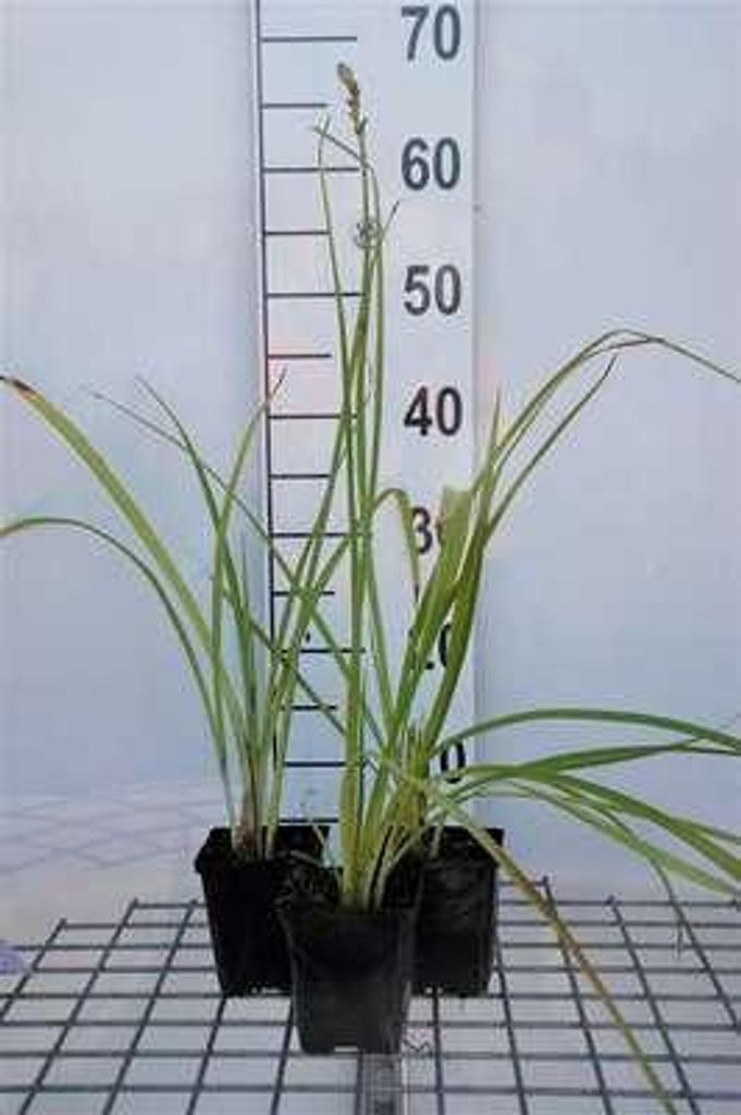 6 x Hemerocallis hybr. 'Frans Hals' - taglilie - Topf 9 x 9 cm