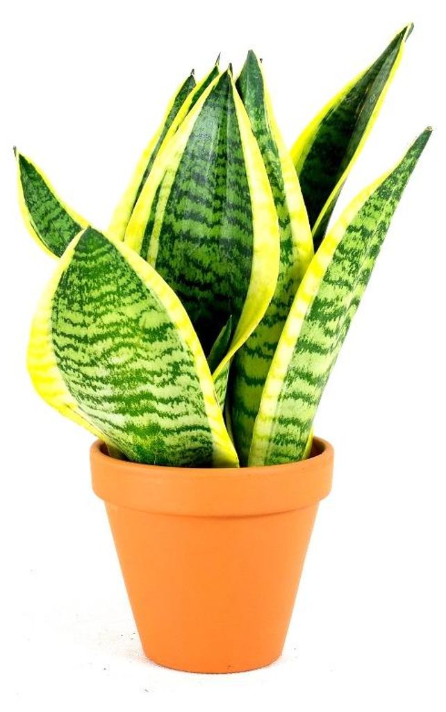 Gardners Sansevieria Hahnii mix, priemer 6 cm Obrázok produktu 