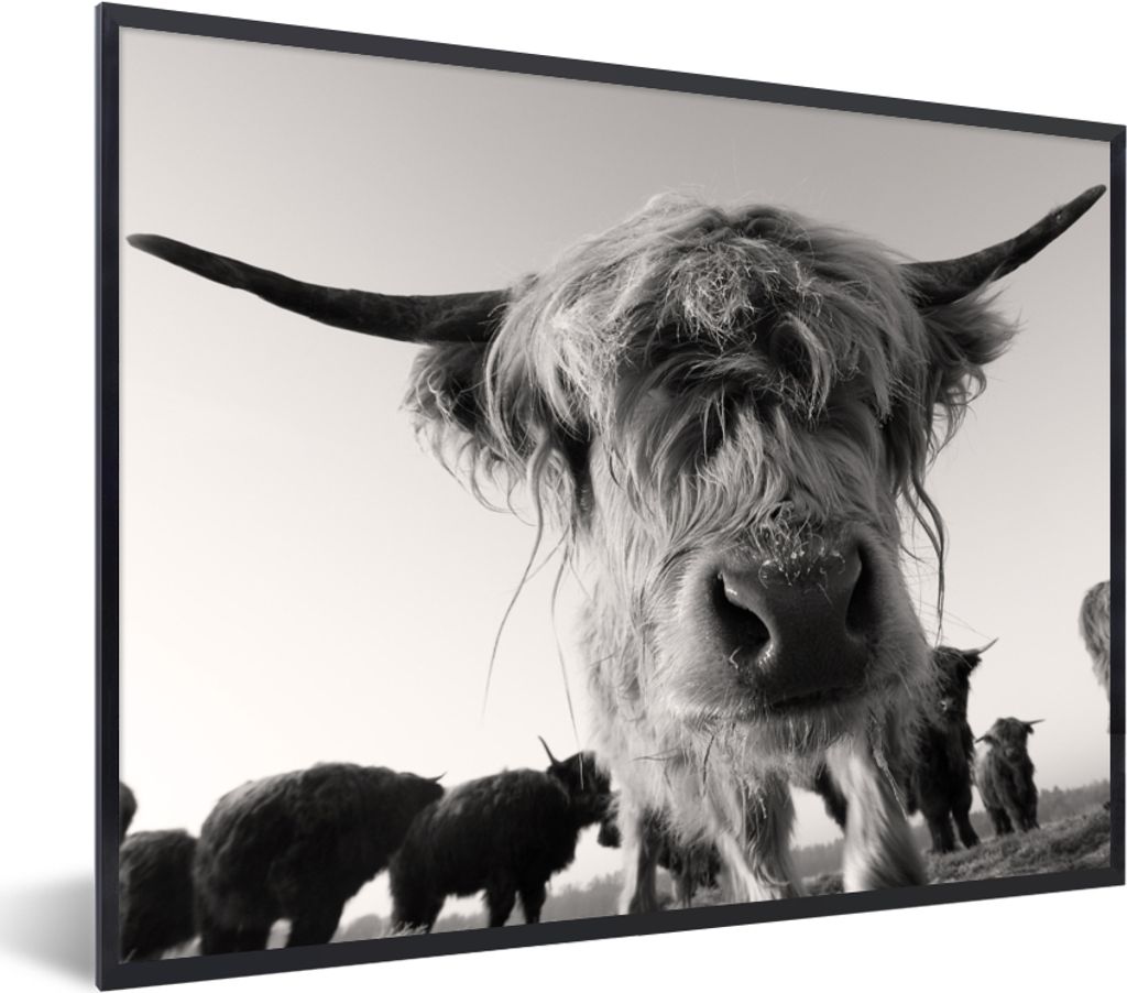 MuchoWow Gerahmtes Poster Schottischer Highlander - Schwarz - Weiß - Tiere 80x60 cm - Poster mit Schwarzem Bilderrahmen Wandposter Rahmen Foto B...