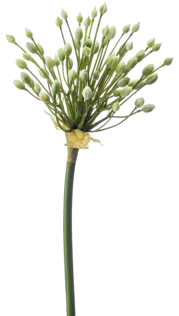 Allium/Orange Kunstblume - loser Stiel - creme - 70 cm - Naturliches Aussehen