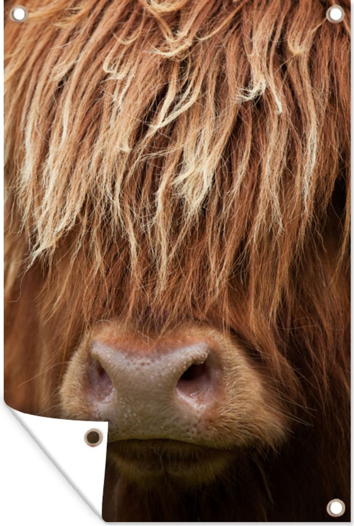 MuchoWow 60x90 cm Outdoor-Poster Gartendeko Sichtschutz Garten Poster für den Garten Schottischer Highlander - Nase - Haare