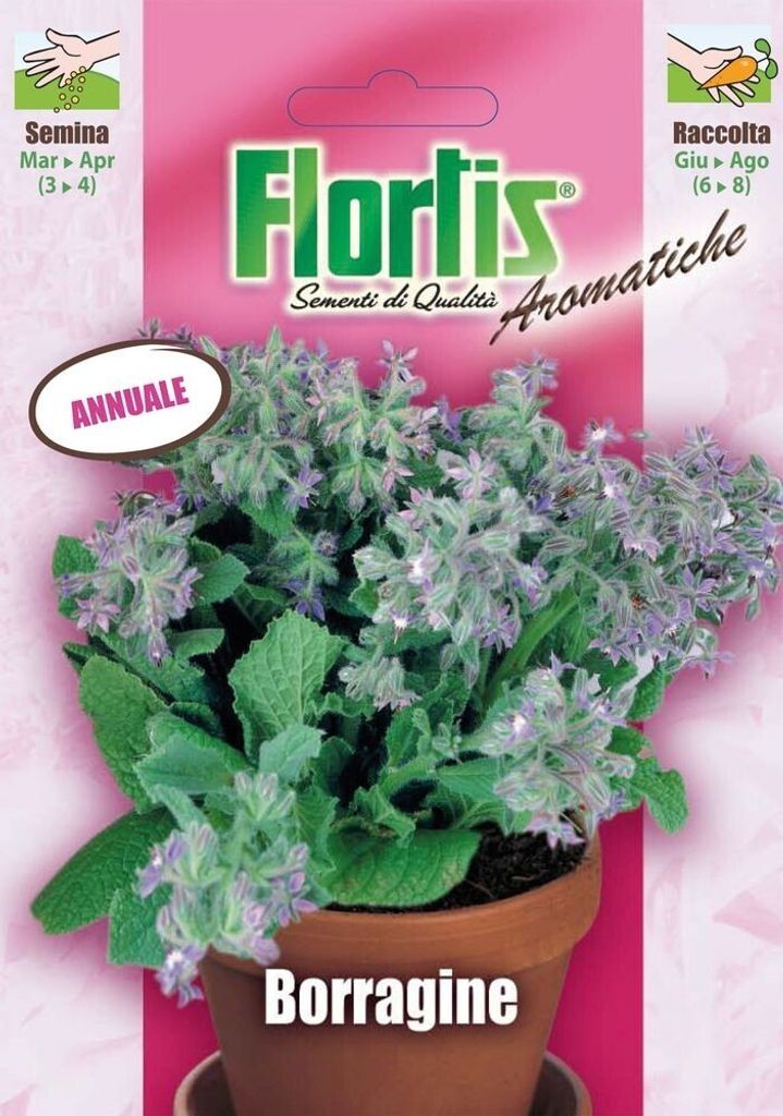 Borretsch | Borretschsamen von Flortis
