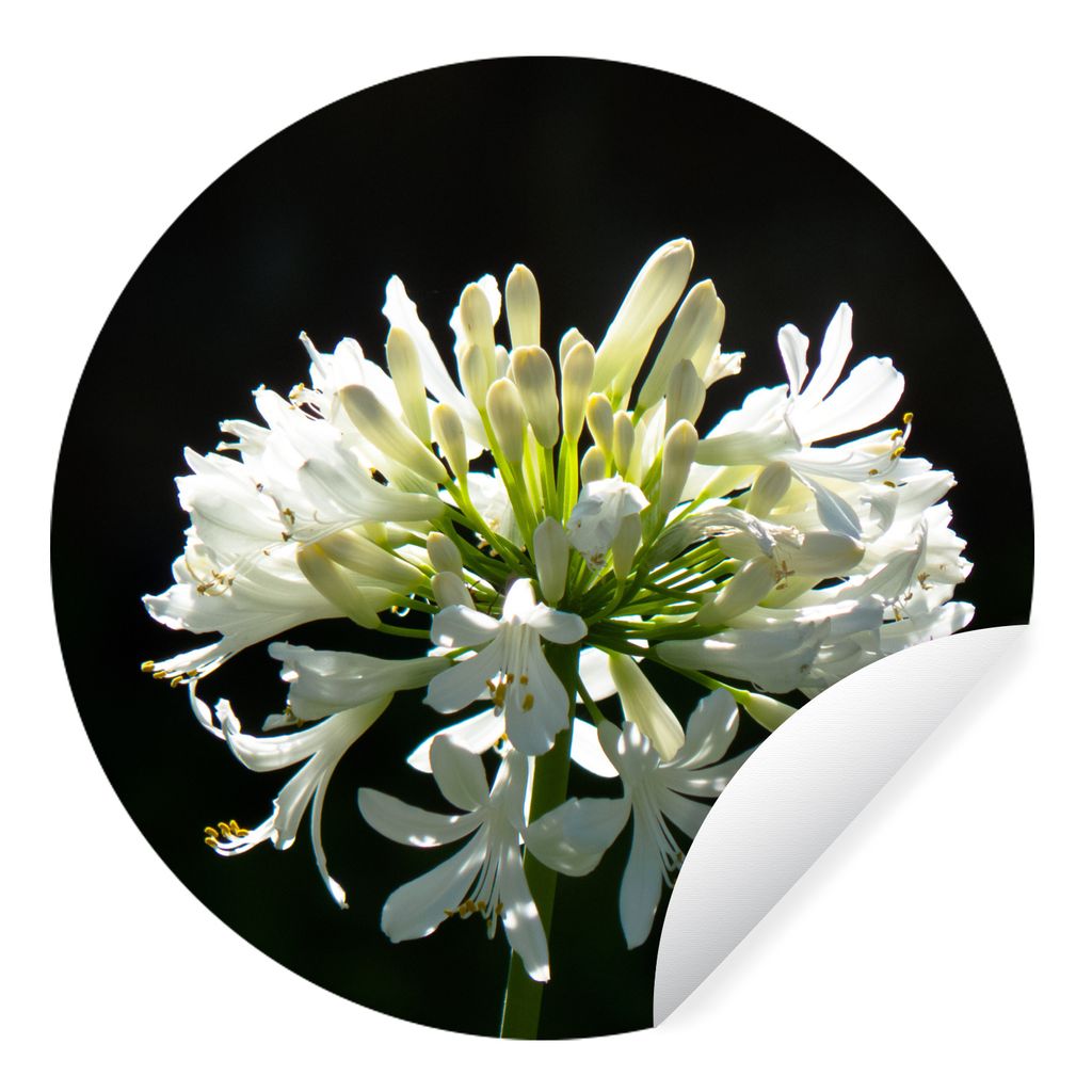 MuchoWow Runde Wandtattoo - Wandsticker Tapete Aufkleber Ein blühender weißer Agapanthus vor einem dunklen Hintergrund Ø 50 cm Selbstklebend u...