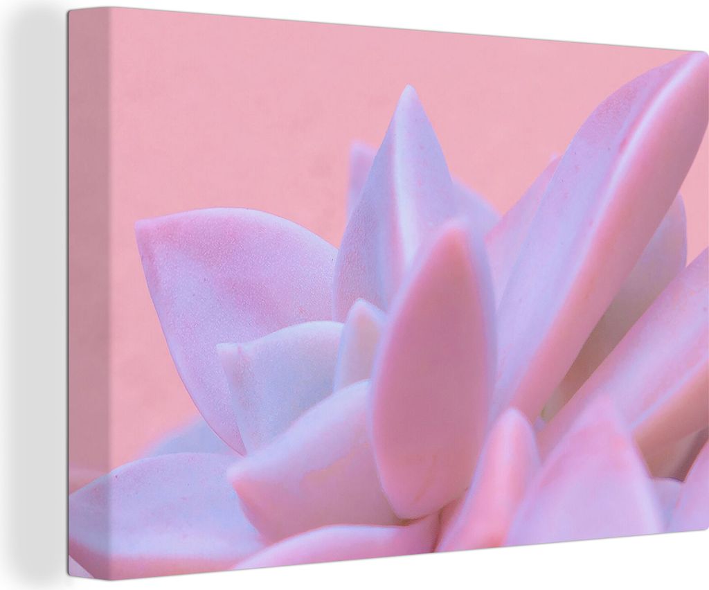 OneMillionCanvasses - Leinwandbilder - 150x100 cm, Sukkulente - Sommer - Rosa - Pflanzen, Wandbilder Kunstdruck Wanddekoration - Foto auf Leinwan...