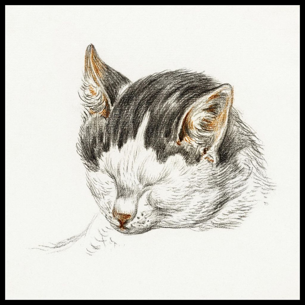 Plakat 60x60cm Skizze einer Katze 4, Jean Bernard Vintage für das Wohnzimmer