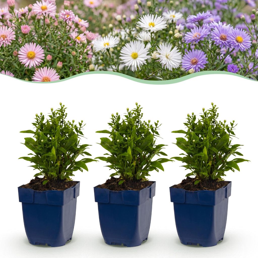 Green boutiQ – Stauden – Aster Tricolour – Strand-Aster – Produktbild 