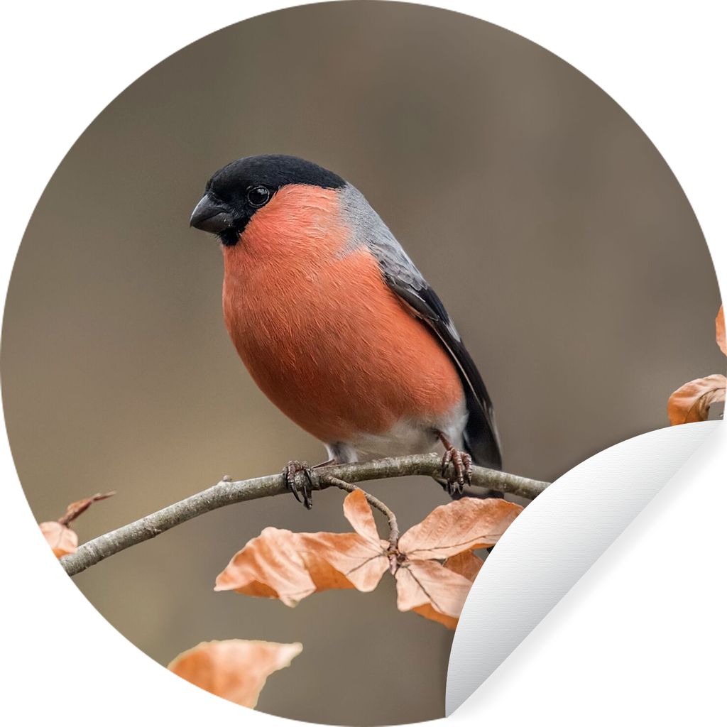 MuchoWow Runde Wandtattoo - Wandsticker Tapete Aufkleber Vogel - Laub - Herbst - Gimpel - Ø 30 cm Selbstklebend und Repositionierbar - Wandaufkl...