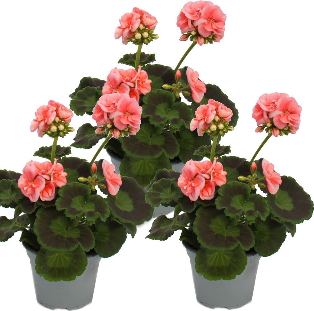 Stehende Geranien – Pelargonium zonale – 12-cm-Topf – Produktbild 