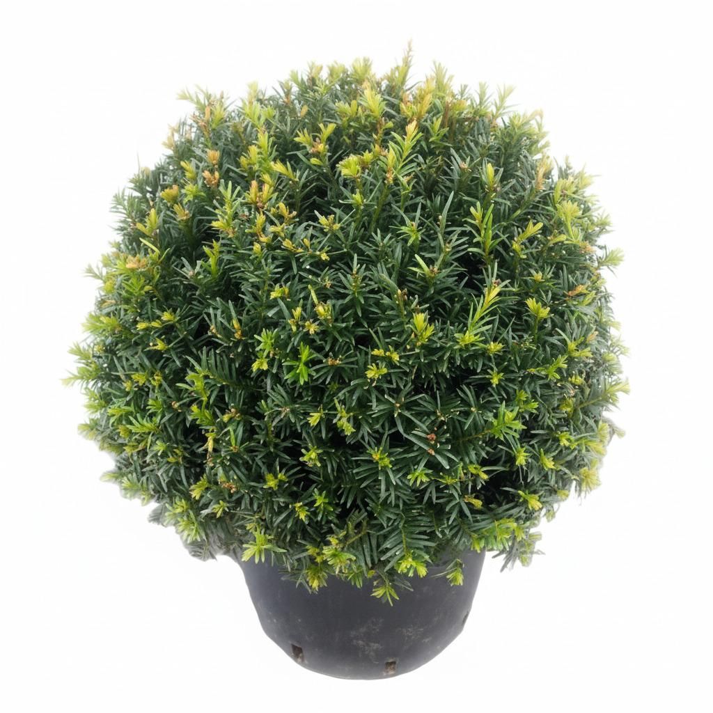 2x Eiben Kugeln, Kugeleibe, 30-35 cm, Taxus baccata, Produktbild 