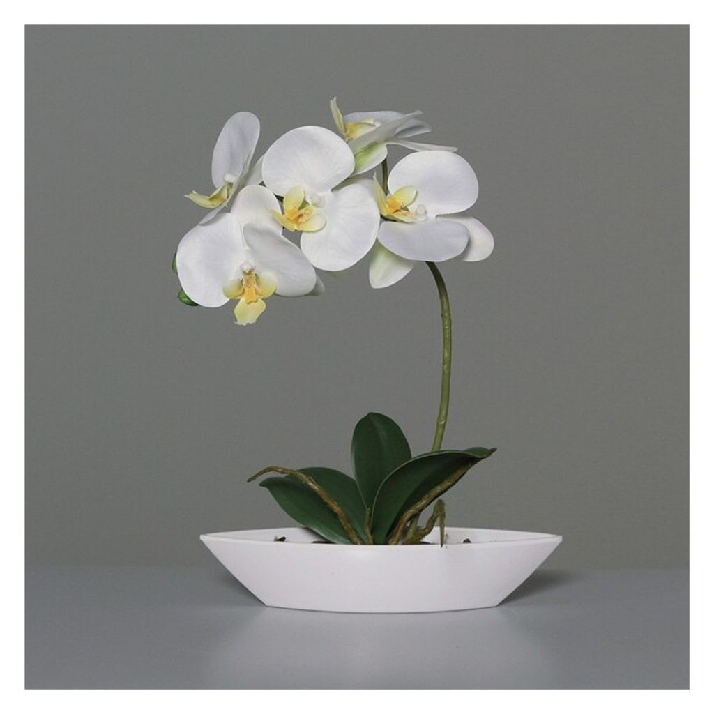 Orchidee in Schale - ca. 27 cm - weiß Produktbild 