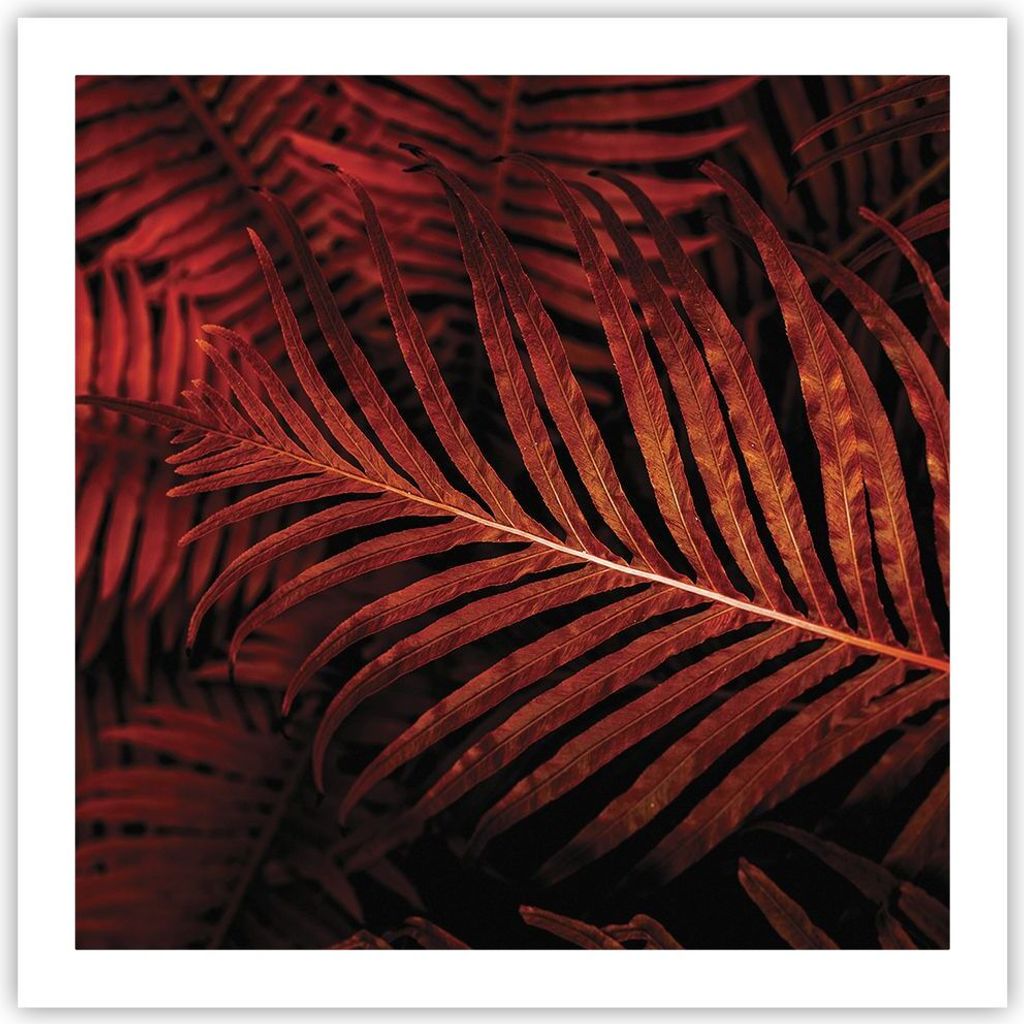 Poster - Poster ohne Rahmen - Rot Blätter Palmen - 60x60 cm - Wand Bild - Wanddeko - Wandbilder - Kunstposter - Wandposter - Bilder - Kunstdruck -...