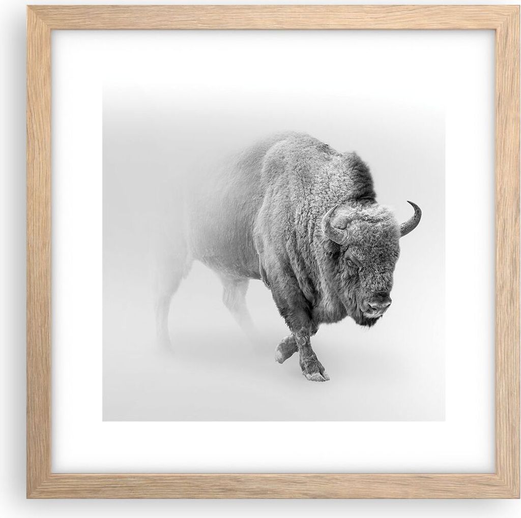 Gerahmtes Poster - Rahmen in heller Eiche - Wisent Schwarzweiß Licht - 30x30 cm - Wand Bild - Wanddeko - Wandbilder - Kunstposter - Wandposter - B...