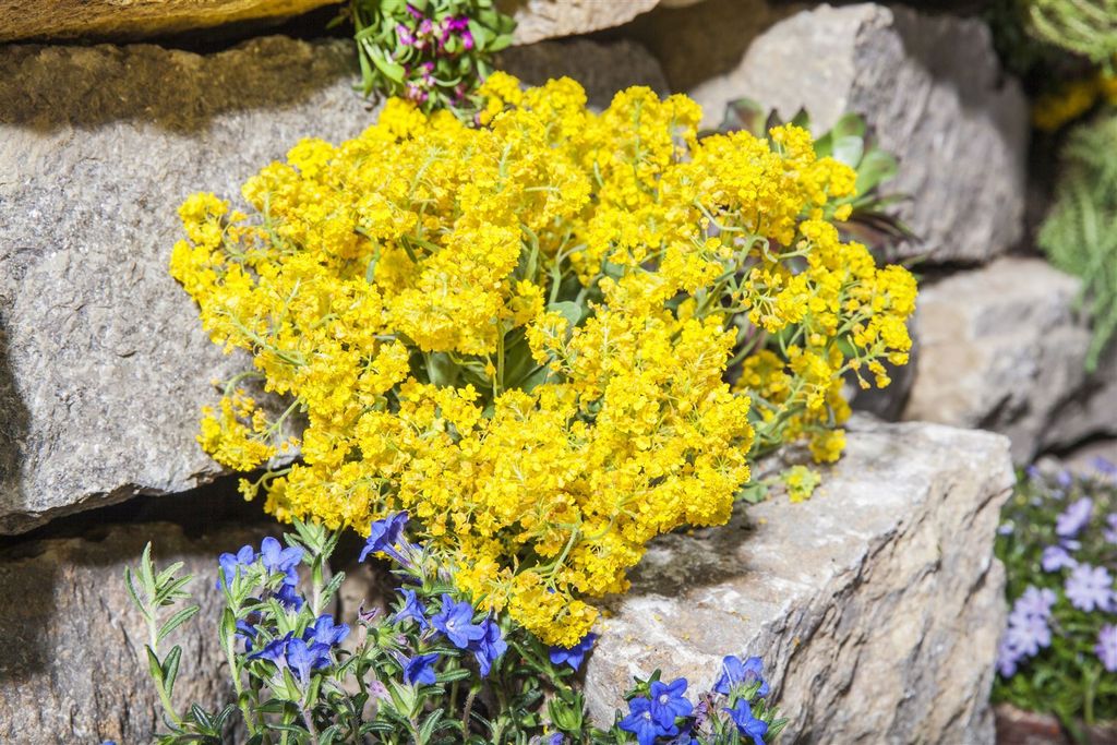 Alyssum saxatile, Steinkraut, gelb, ca. 9x9 cm Topf