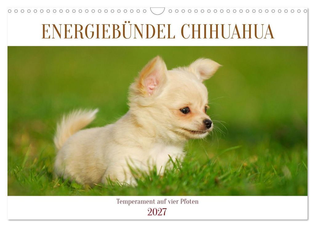 Enegiebündel Chihuahua - Temperament auf vier Pfoten (Wandkalender 2027 DIN A3 quer), CALVENDO Monatskalender