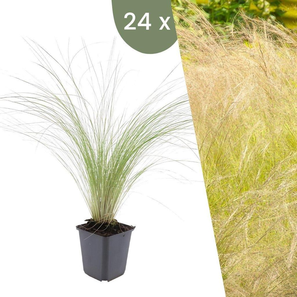 Plants by Frank | 24 Plantes d'herbe à plumes | Stipa Image du produit 