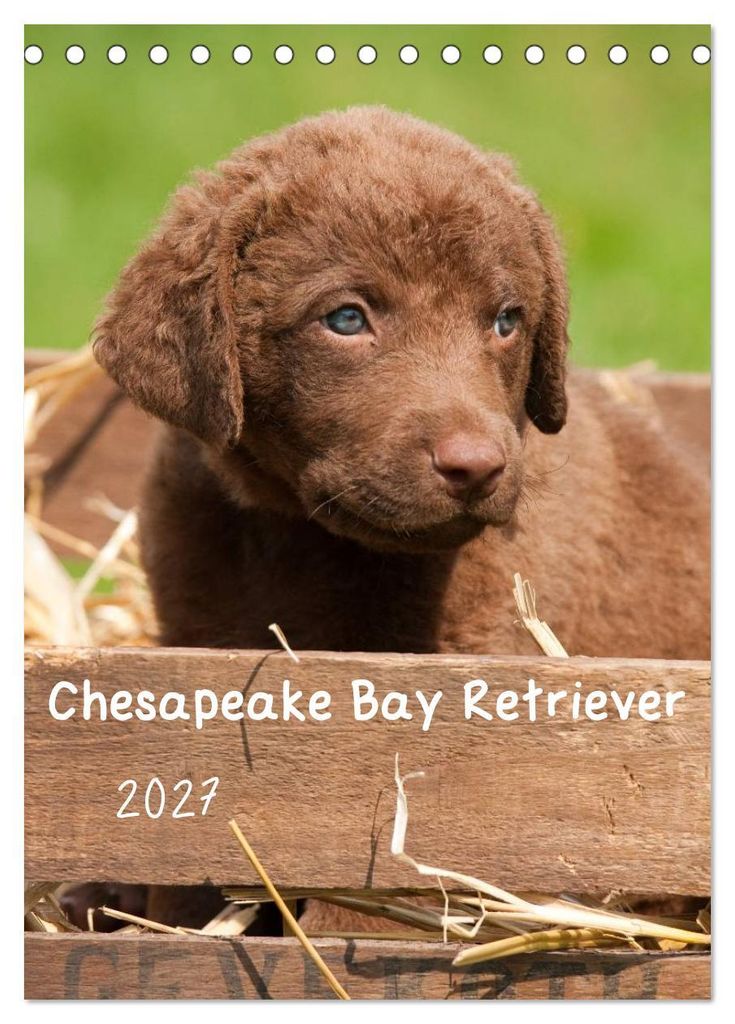 Chesapeake Bay Retriever 2027 (Tischkalender 2027 DIN A5 hoch), CALVENDO Monatskalender
