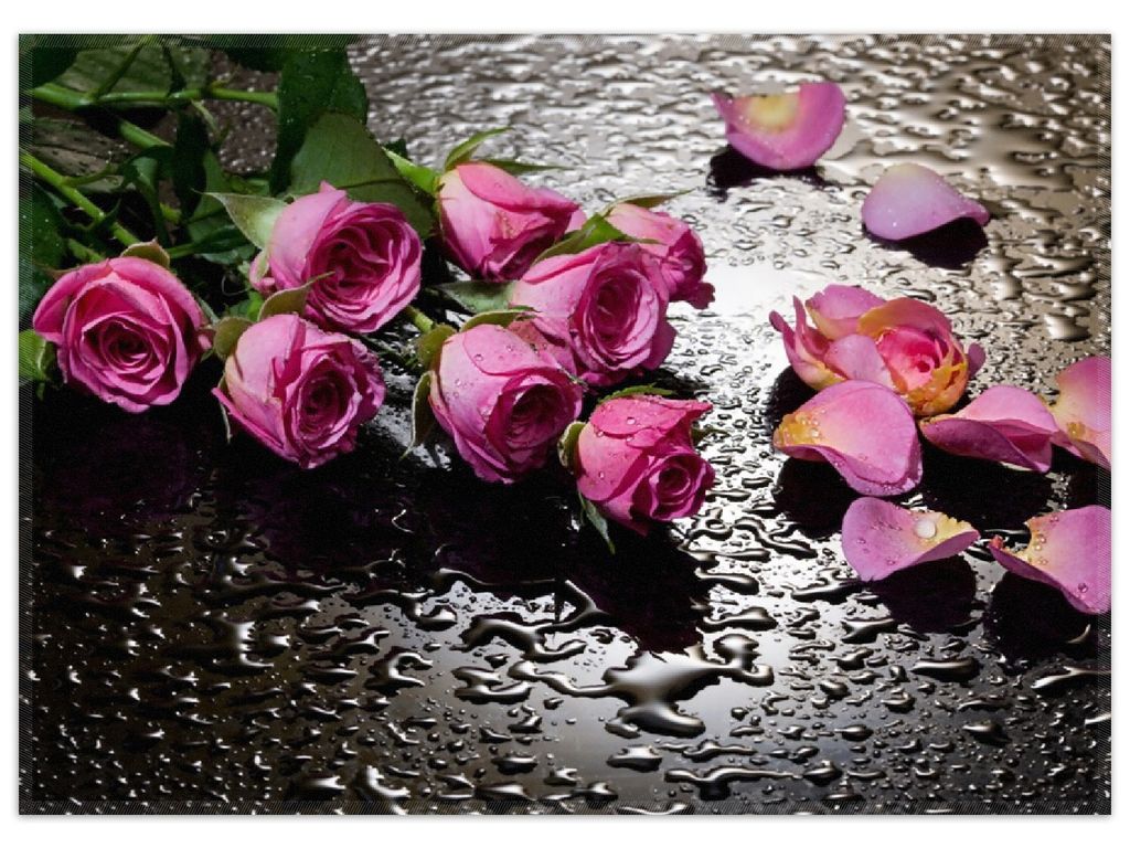 Wallario Premium Teppich, Größe 50 x 70 cm, Pinke Rosen mit Wassertropfen