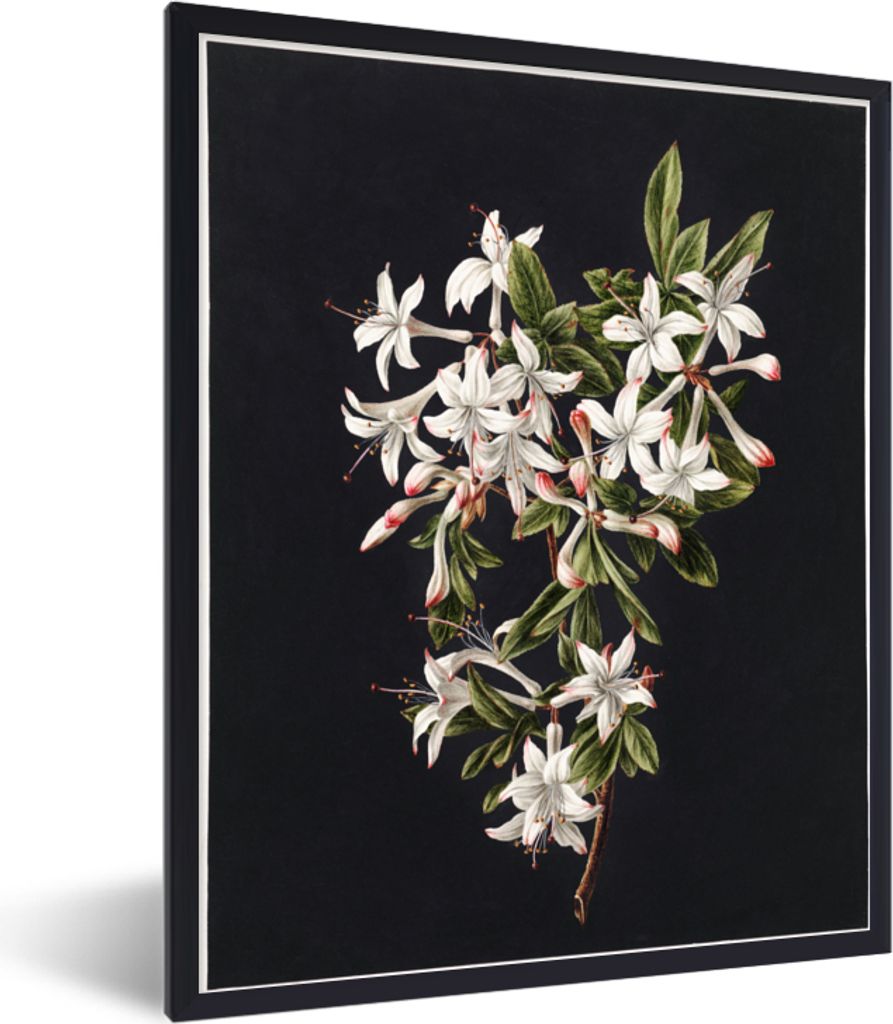 MuchoWow Gerahmtes Poster Lilie - Stilleben - Weiß 60x80 cm - Poster mit Schwarzem Bilderrahmen Wandposter Rahmen Foto Bilder - Premium - Wandde...