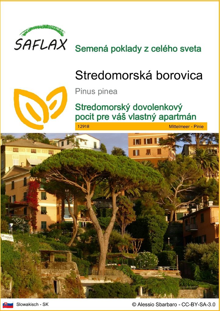 SAFLAX - Stredomorská borovica - Pinus pinea - 6 Semená Obrázok produktu 