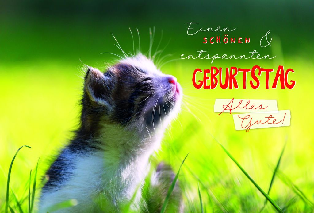 Geburtstag - Glückwunschkarten im Format 17 x 11,5 cm - Katze hält