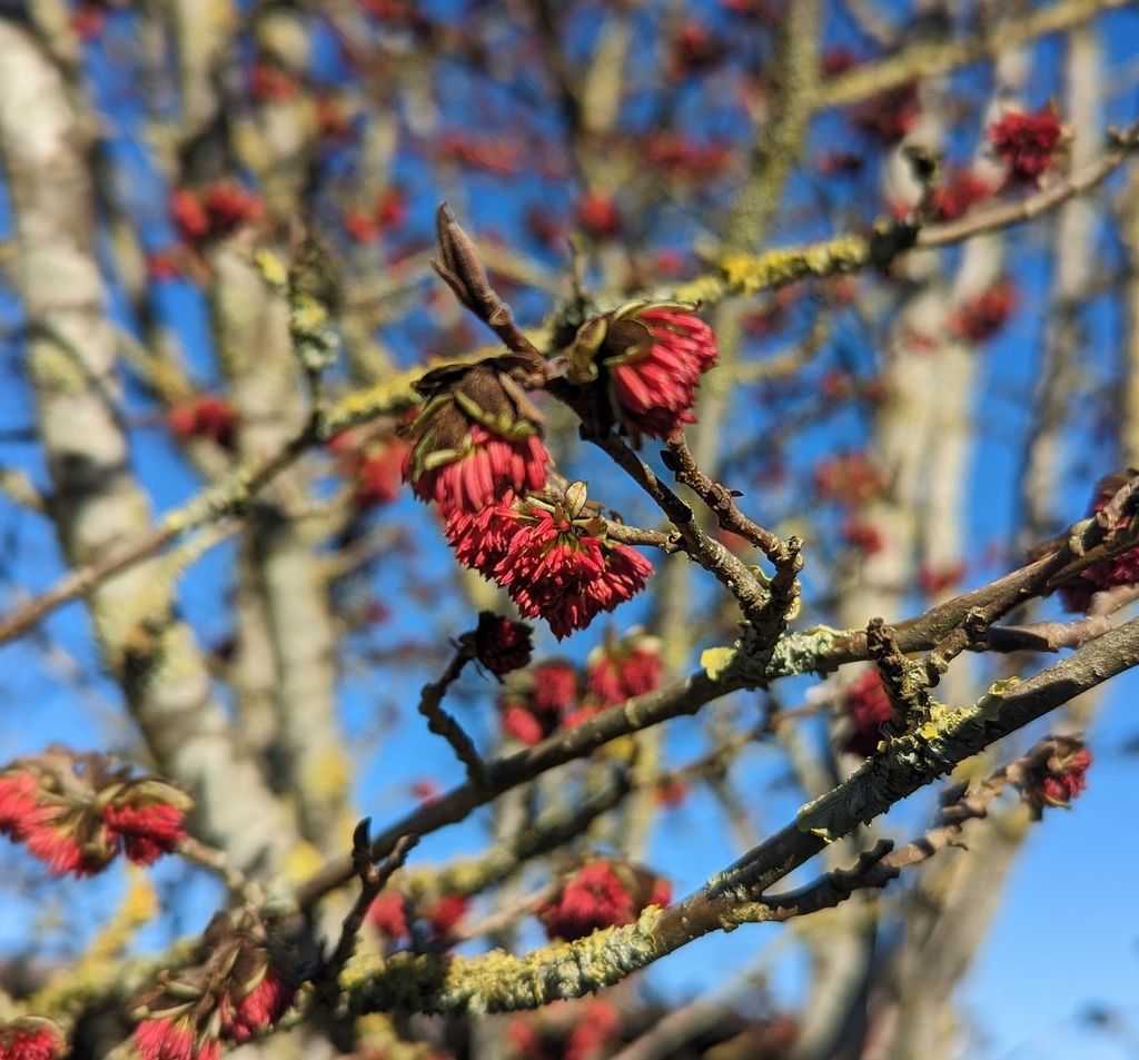 Parrotia persica Pflanze, Frühblüher, intensive Herbstfärbung, Lieferhöhe 80-100cm