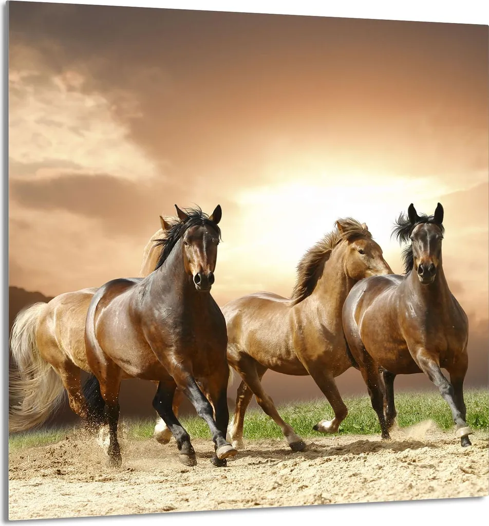 Piatto Vetro Temperato 60x65 Cavalli | Protezione Professionale Casa