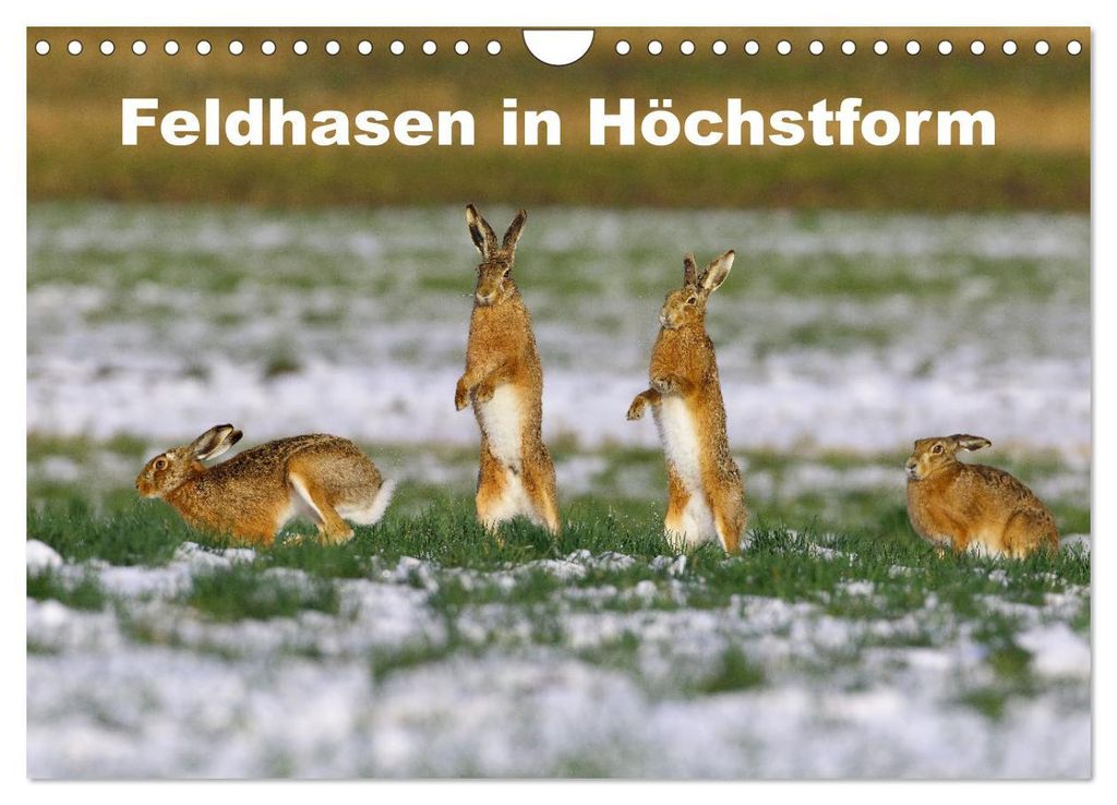 Feldhasen in Höchstform (Wandkalender 2027 DIN A4 quer), CALVENDO Monatskalender
