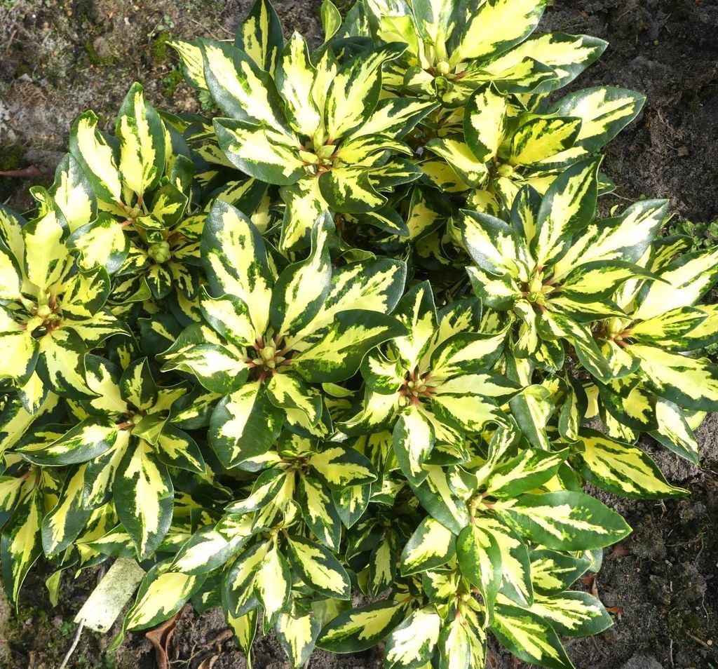 Großblumige Alpenrose Rhododendron Hybride Blattgold 40 - 50 cm immergrün