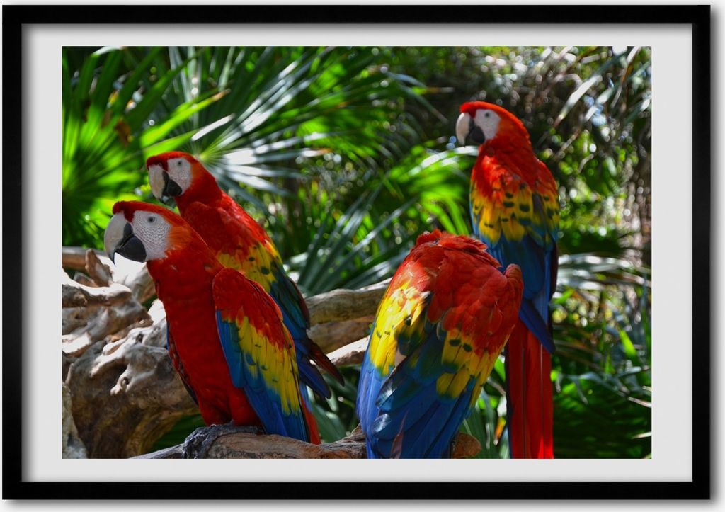 Bild - Bilder - Bilderrahmen - 70 cm x 50 cm - MDF-Rahmen, Wandkunst Papageien Aras