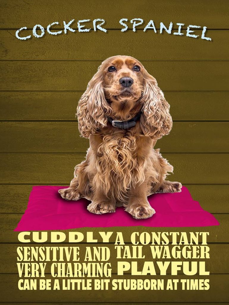 vianmo Holzschild 40x30 cm Cocker Spaniel Hund cuddly Produktbild 