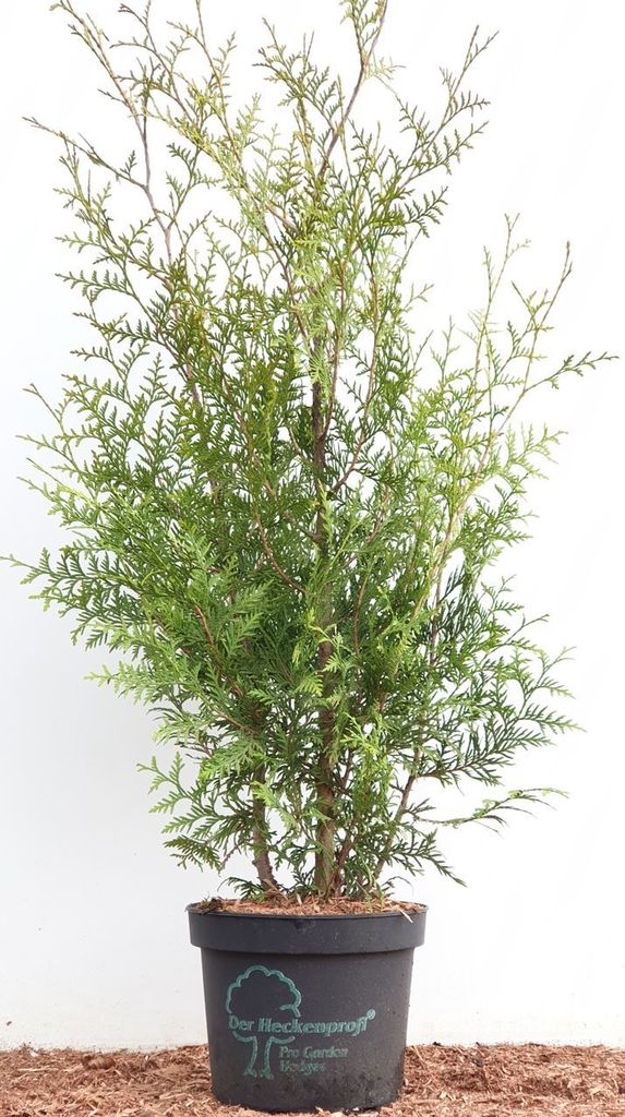 Thuja occidentalis 'Brabant', Lebensbaum, grün, 80–100 cm