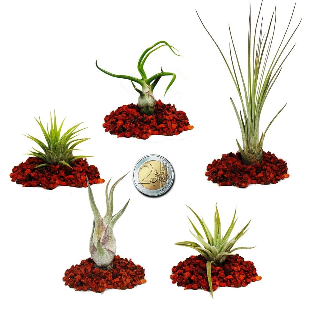 5 verschiedene Mini-Tillandsien – extra klein