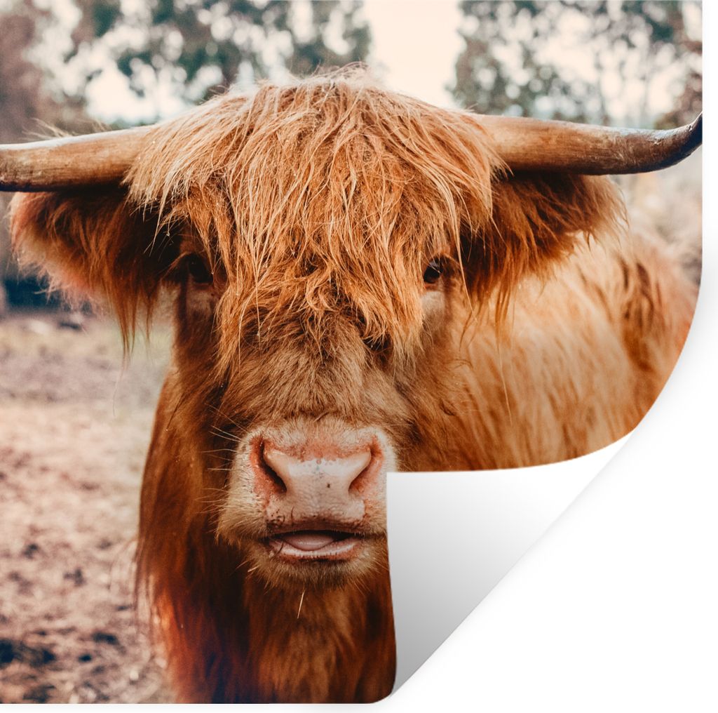 MuchoWow Wandtattoo Wandsticker Wandaufkleber Kuh - Schottischer Hochländer - Hörner - Braun - Landschaft 100x100 cm Selbstklebend und Repositi...