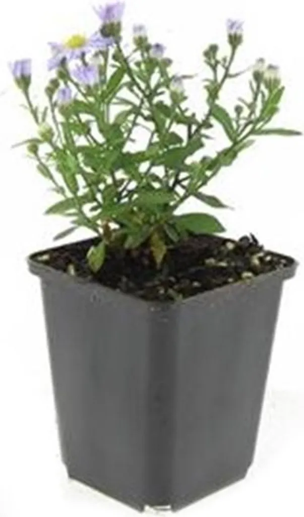 Fleurir son jardin en automne avec l'Aster bleu - Pack de 60 plants