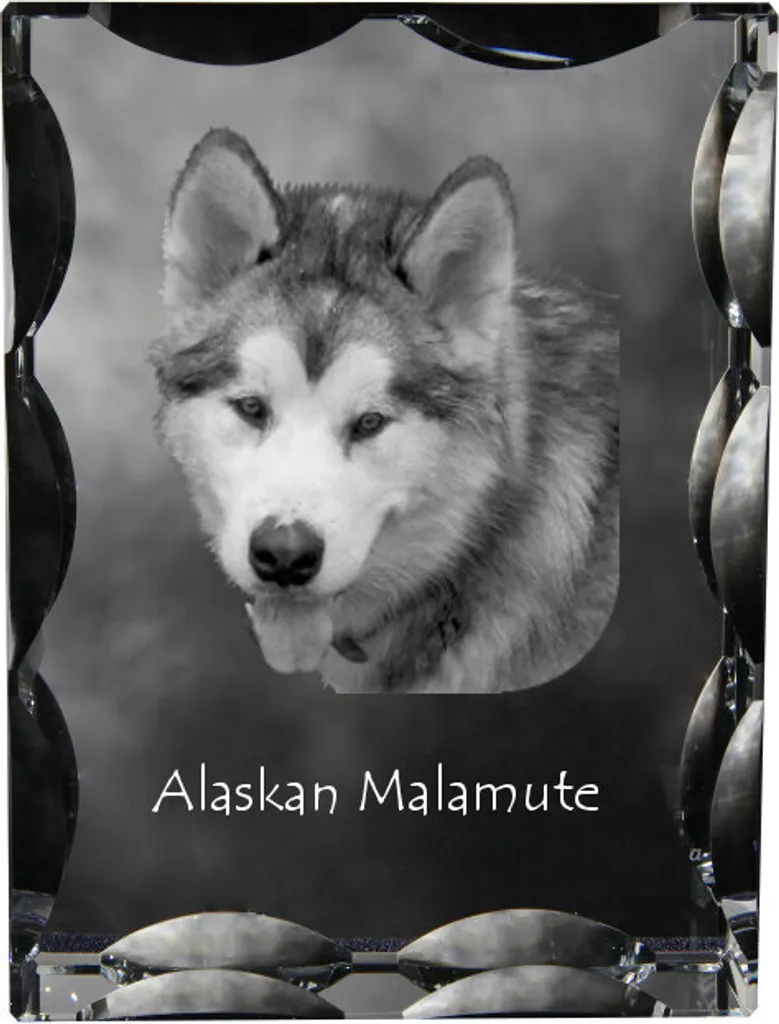 Cadeau pour fan de Malamute d'Alaska : statuette verre et photo unique