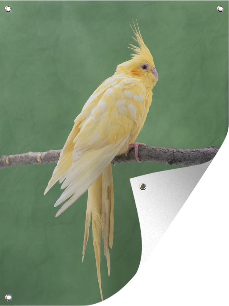 MuchoWow 60x80 cm Outdoor-Poster Gartendeko Sichtschutz Garten Poster für den Garten Gelber Nymphensittich auf einem Stock