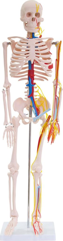 Anatomie Modell Skelett mit Nerven und Arterien Körper Produktbild 
