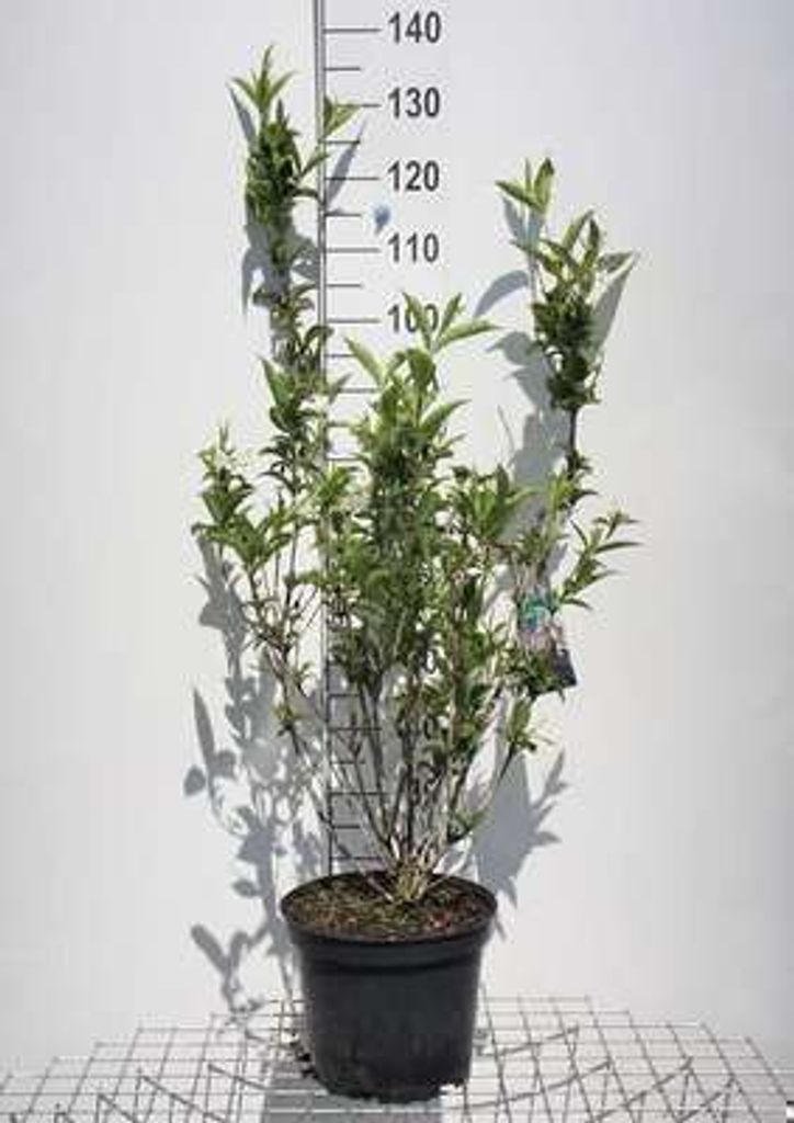 Weigela hybr. 'Eva Rathke' - Weigelie 50- 60 cm - Container