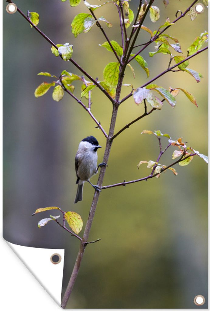 MuchoWow 80x120 cm Outdoor-Poster Gartendeko Sichtschutz Garten Poster für den Garten Der matte Kopf hängt an einem kleinen Baum