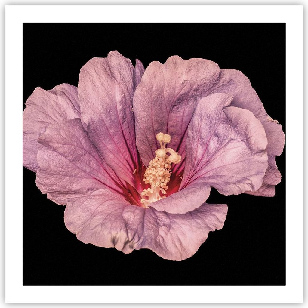 Poster - Poster ohne Rahmen - Hibiskus Blume Rosa - 60x60 cm - Wand Bild - Wanddeko - Wandbilder - Kunstposter - Wandposter - Bilder - Kunstdruck -...