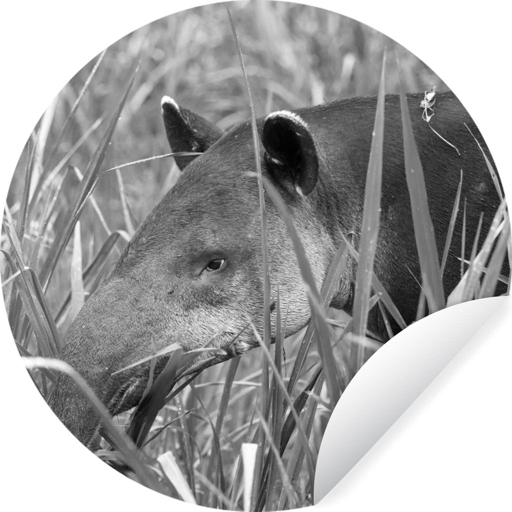 MuchoWow Runde Wandtattoo - Wandsticker Tapete Aufkleber Mittelamerikanischer Tapir im Nationalpark von Costa Rica in schwarz-weiß Ø 30 cm Selb...