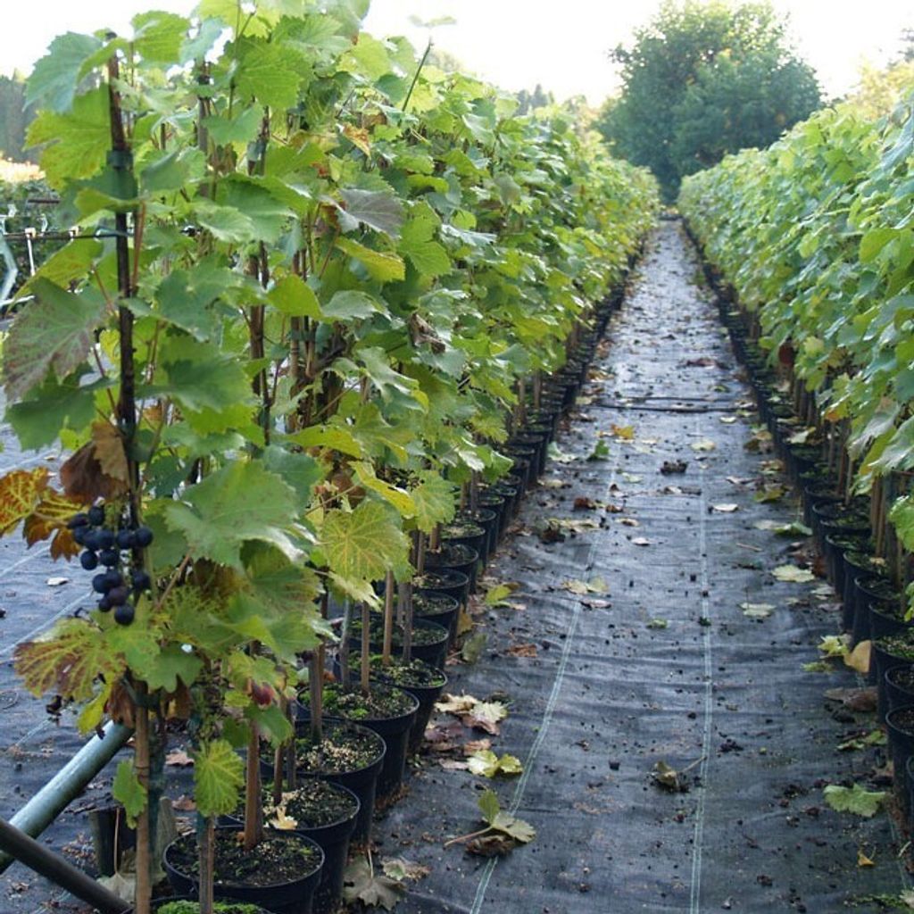 Regent - blaue Weintraube -  pilzfeste Weinrebe ca. 60-100 Produktbild 2