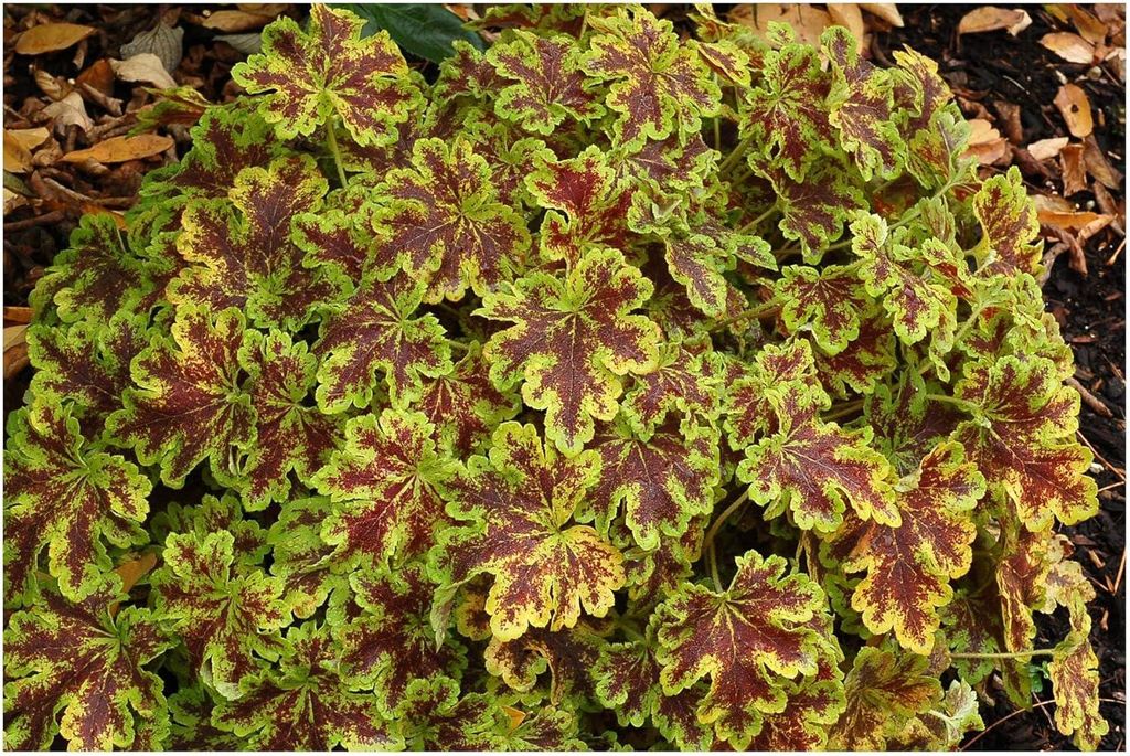 Stauden Gänge 1 x Heucherella Hybride 'Solar Power' im 1 Liter Topf - Purpurglöckchen / Heuchera - Sonnenlicht für schattige Gartenplätze