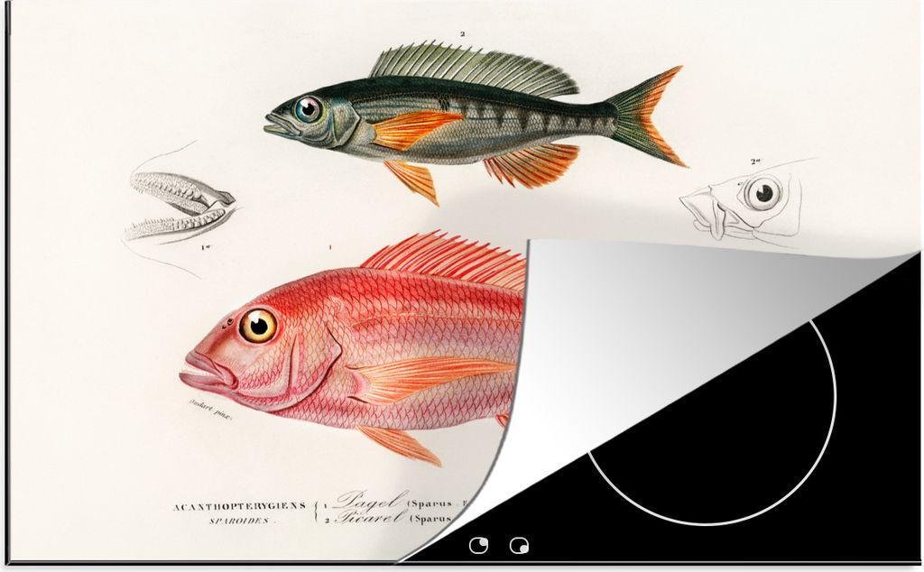 KitchenYeah Herdabdeckplatte Fisch - Vintage - Farbe , 90x52cm, Küche Deko, Glaskeramikkochfeld Herdabdeckung, Abdeckplatte fùr Kochfeld