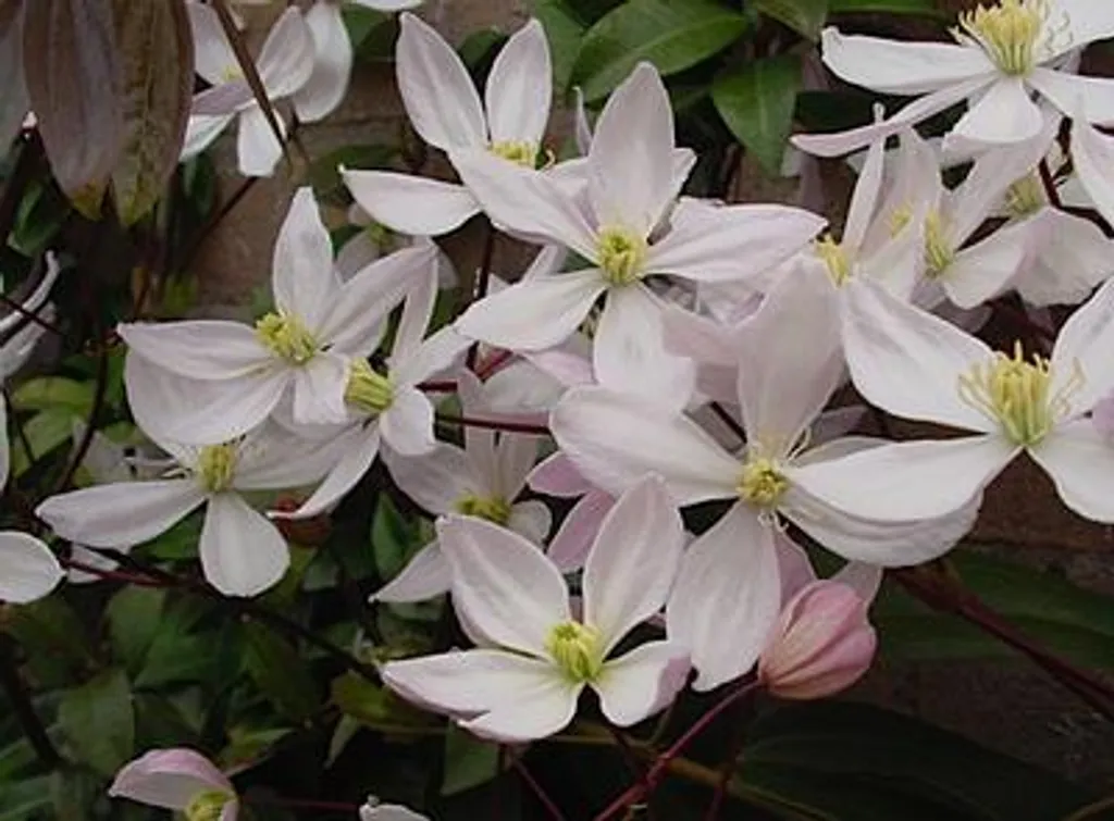 Clematis armandii Apple Blossom en pot de 2L - Hauteur 50-60 cm